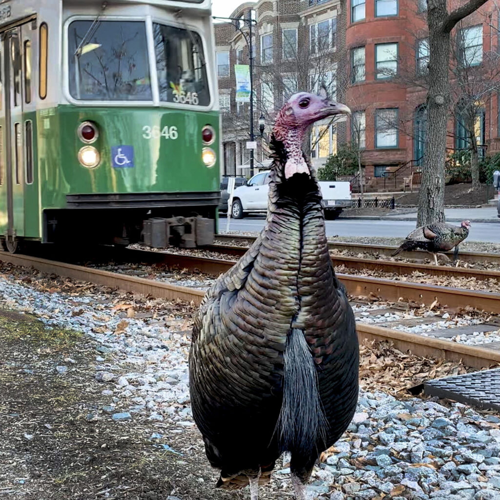 A turkey with a train behind it