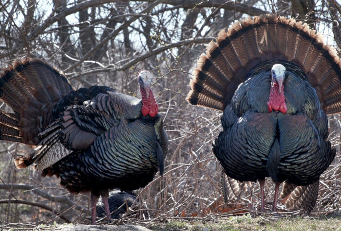 Two large turkeys in the woods
