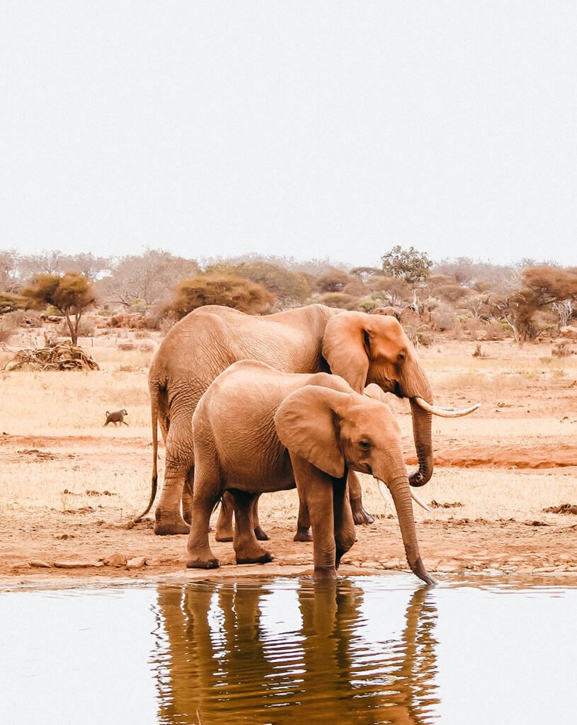 Elephants