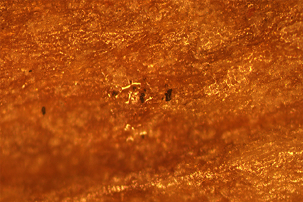 microscopic image, possibly of seeds, rendered in orange
