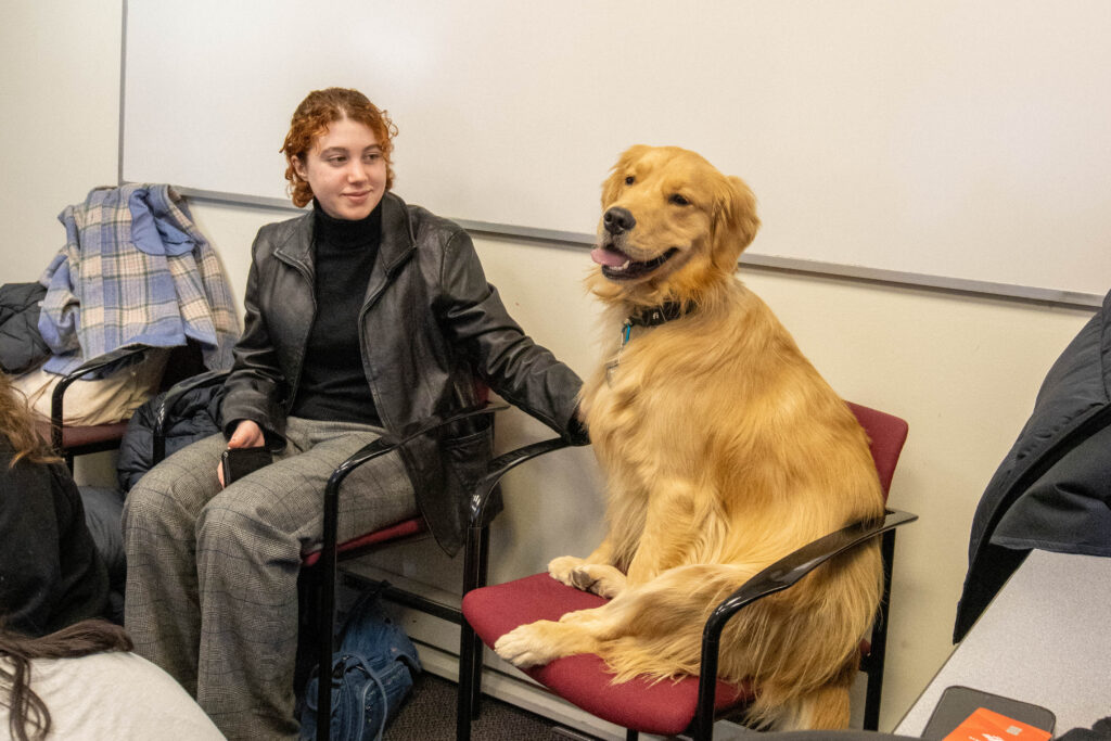 Journey the dog sits on a chair next to a student