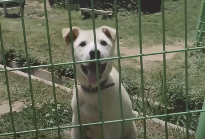 A dog in a cage outside