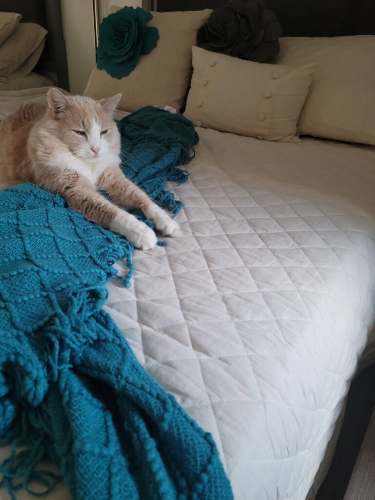 A kitty lays on a blanket on a bed