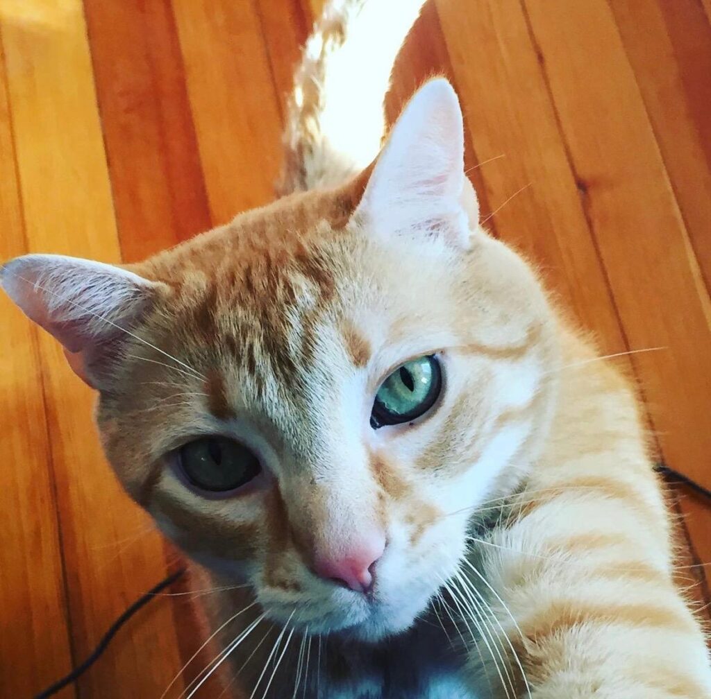 A striped orange kitty stretch
