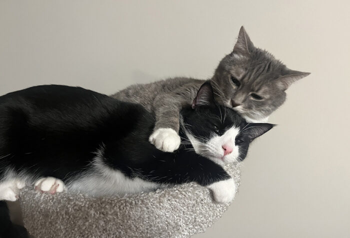 Two cats cuddle with each other