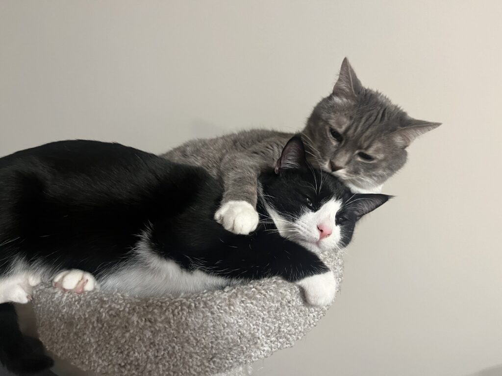 A black and white cat cuddles with a gray cat