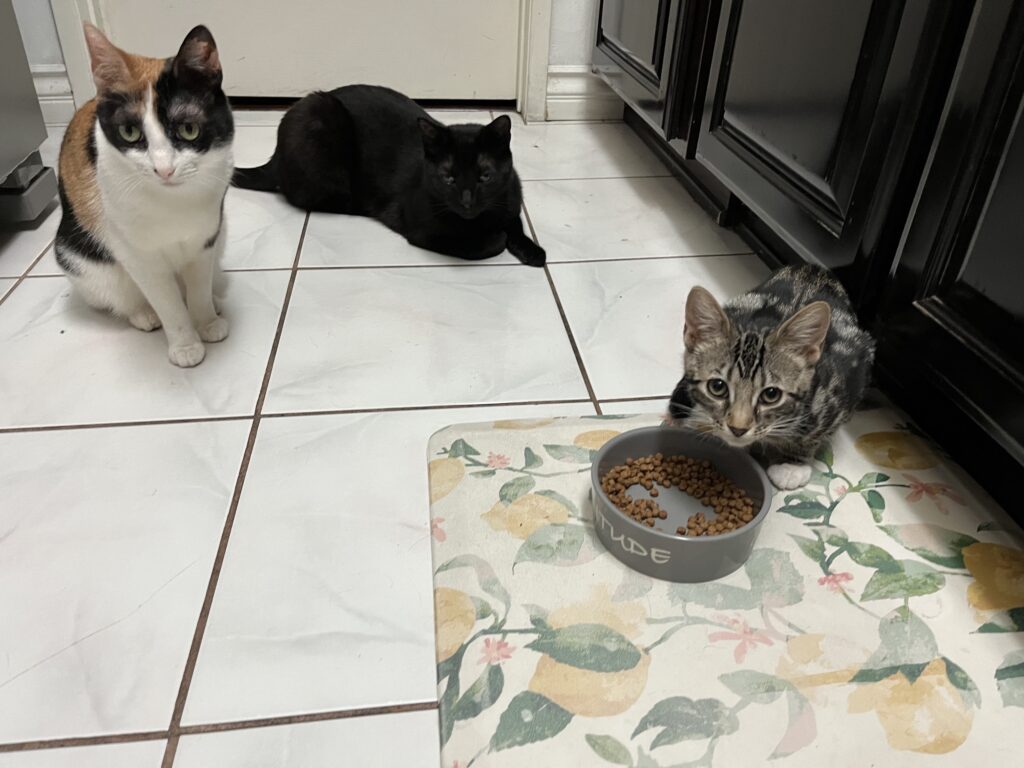 Three cats on the kitchen floor