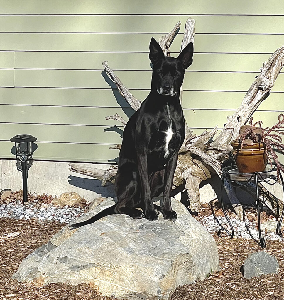 A black dog sits on a rock
