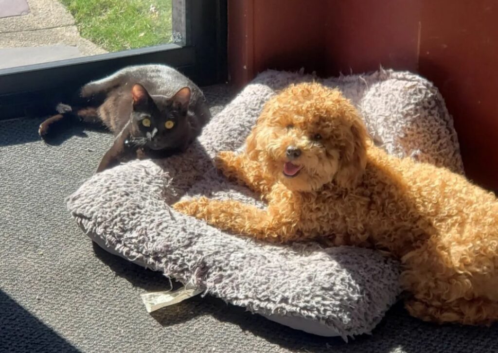 A dog and cat lay on a doggie bed