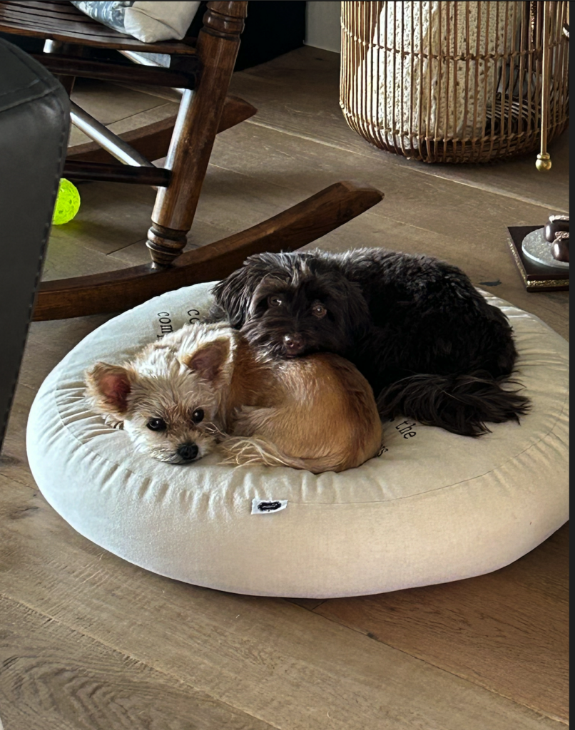 Two dogs cuddle together on a doggie bed