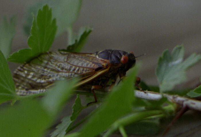 cicada sitting on a leaf