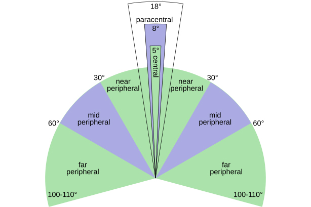 A chart showing the different points of peripheral vision