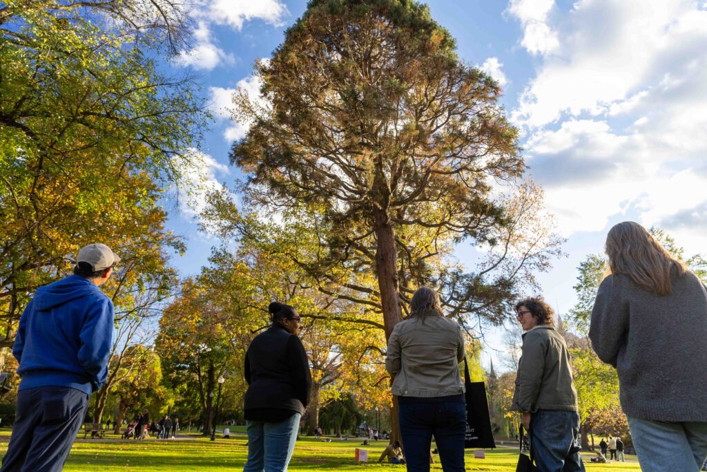 Tour members stare at a large tree