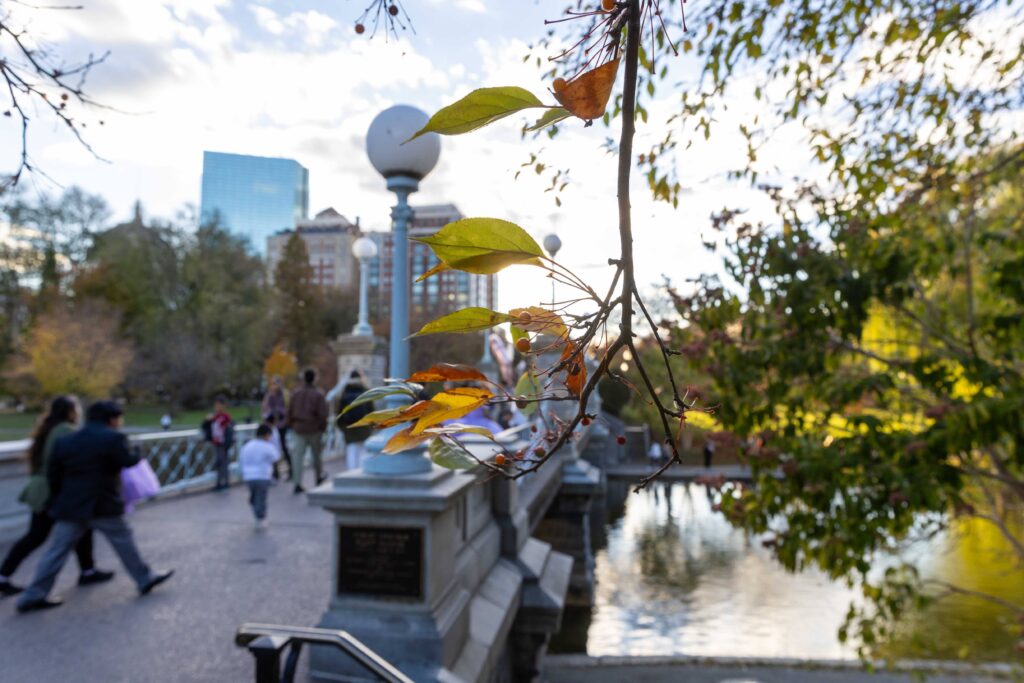 A tree hangs near the little bridge in the Boston Public Garden