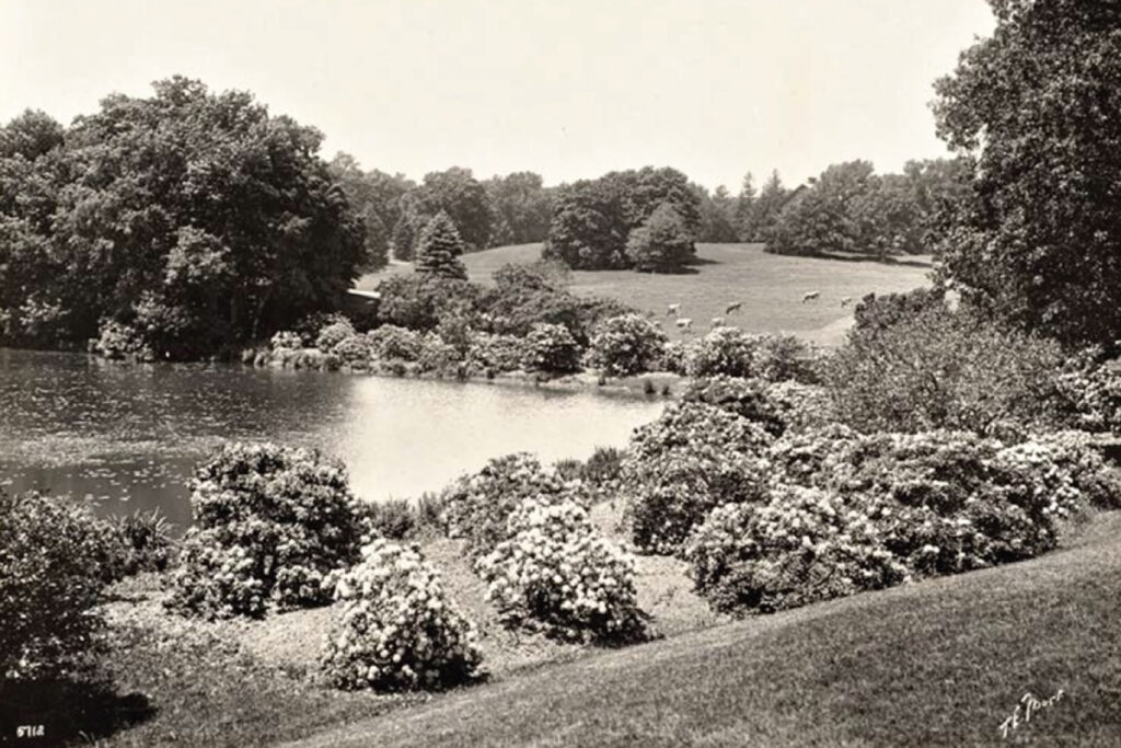 black and white photo of a pond with cows grazing in the background