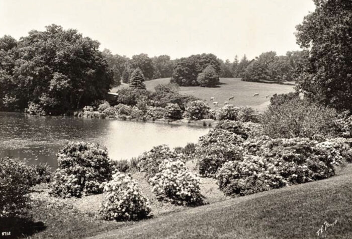 black and white photo of a pond with sheep grazing in the background