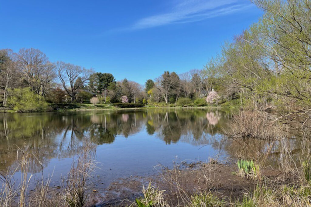 Pond surrounded by blooming trees in springtime