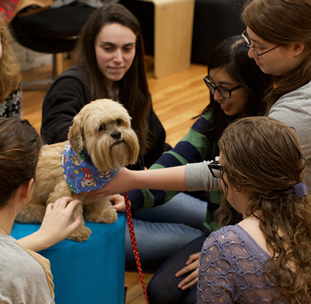 Therapy Dogs 7